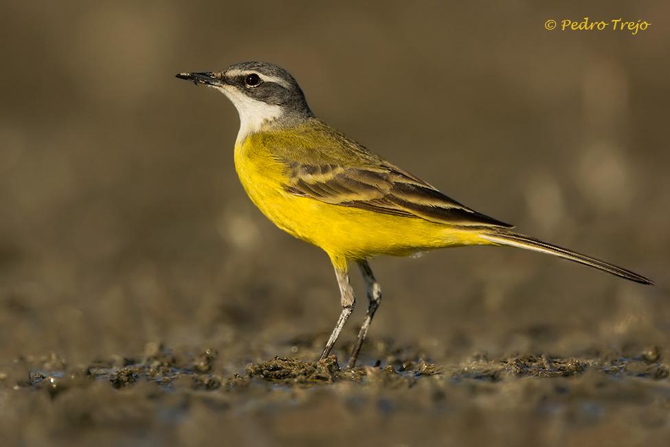 Lavandera Boyera (Motacilla iberiae)